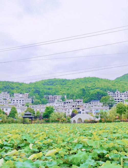 贵州百里杜鹃住宿攻略