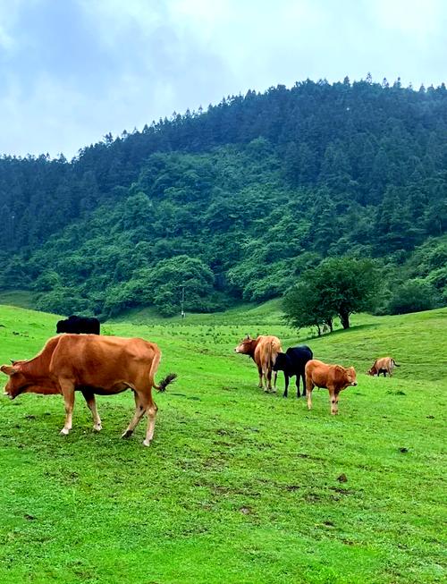 重庆仙女山适合避暑吗，重庆仙女山好不好耍？