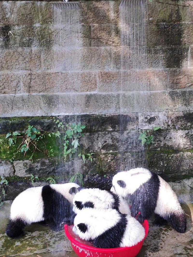 看熊猫去成都还是重庆