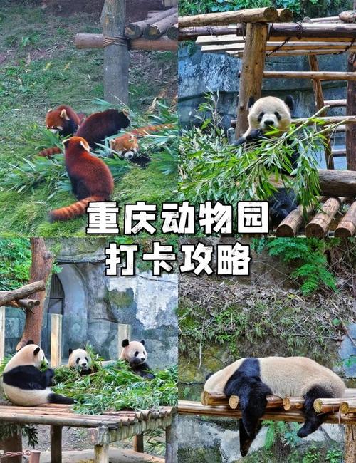 重庆哪里可以看到熊猫?我能在重庆看到熊猫吗?