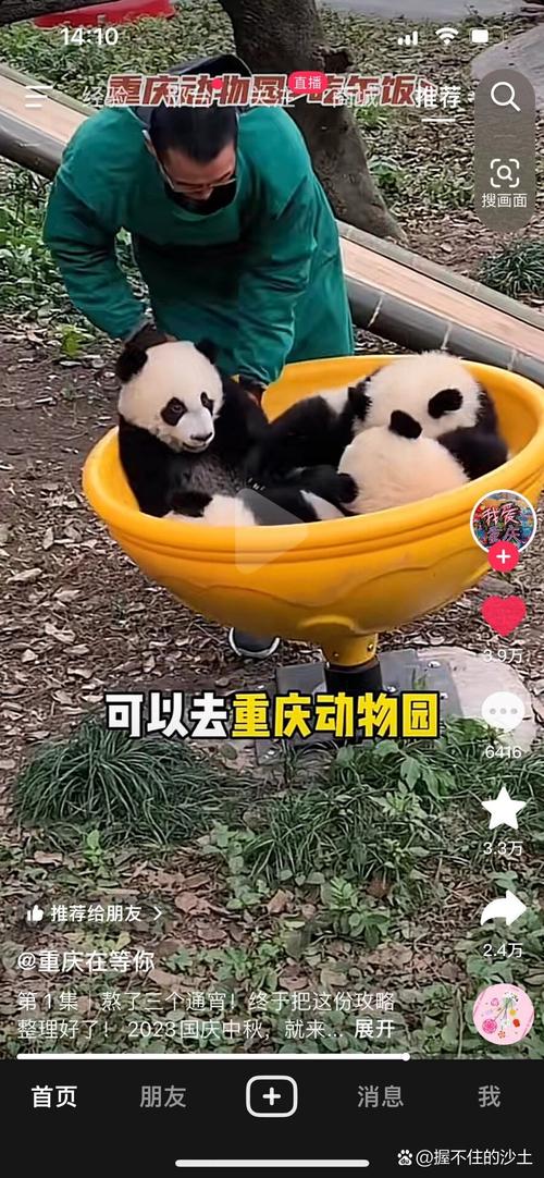 重庆动物园为什么有繁育熊猫权