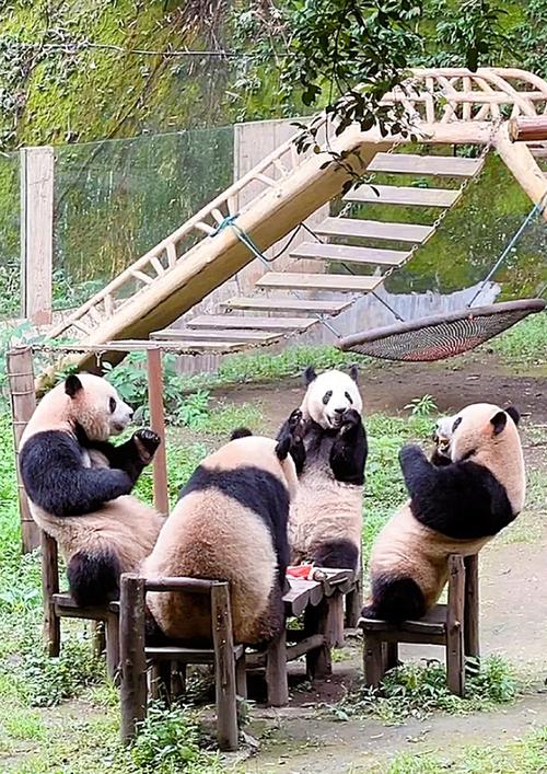 全国动物园大熊猫数量排名