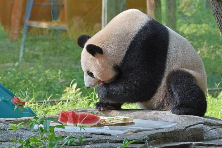 重庆动物园熊猫叫什么名字