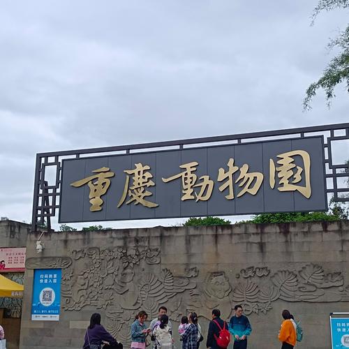 重庆看熊猫去哪里比较好，重庆看熊猫去哪里比较好的地方