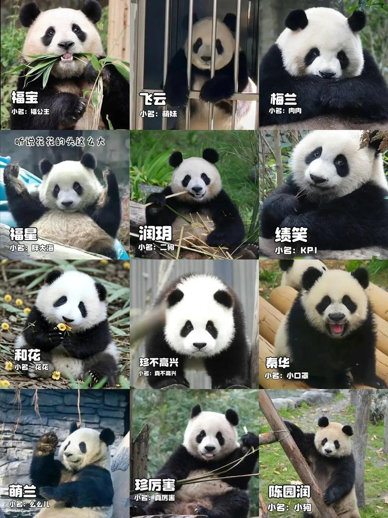 友友熊猫的名字怎么来的