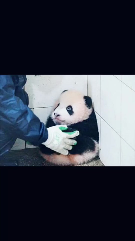 重庆动物园熊猫叫什么名字