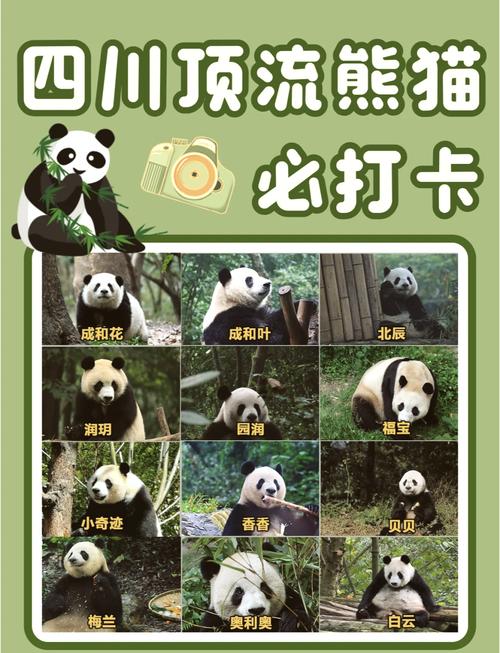 世界现存最年长大熊猫“新星”,子孙后代共153只,现栖居重庆