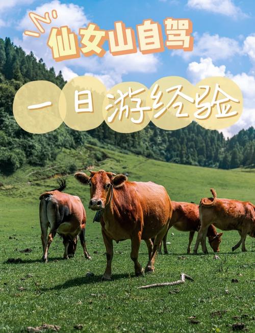 武隆仙女山一日游攻略