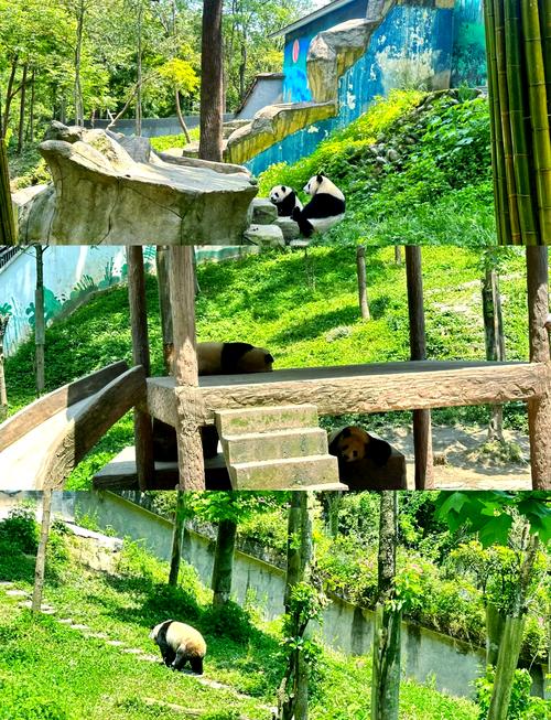 重庆动物园里面有熊猫吗