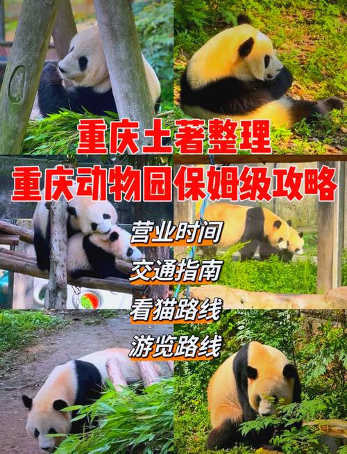 重庆动物园的熊猫几点可以看?