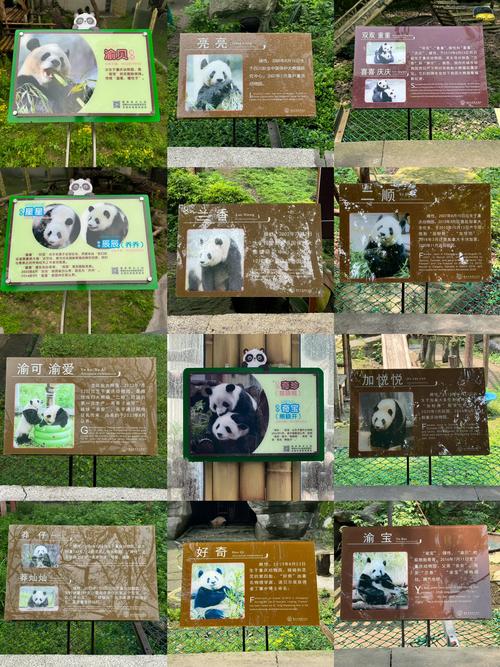 重庆动物园大熊猫全部名字