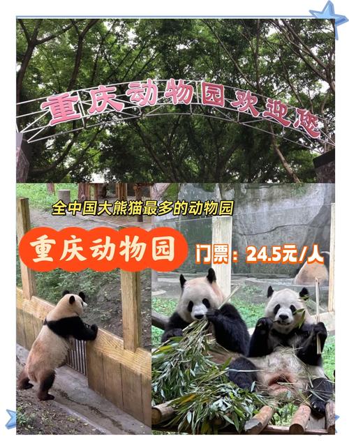 重庆大熊猫基地在哪里？重庆大熊猫在哪个动物园？