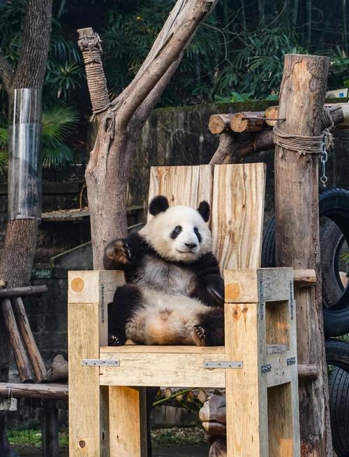 重庆动物园里面有熊猫吗