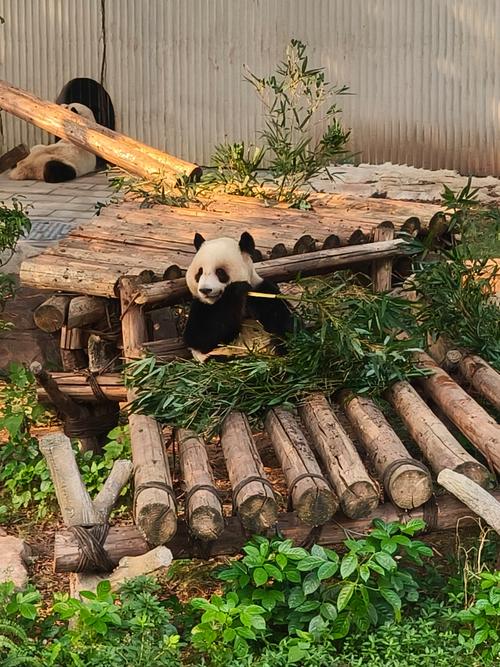 重庆大熊猫基地在哪里
