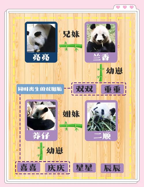 重庆动物园大熊猫全部名字，重庆动物园有熊猫吗,具体位置