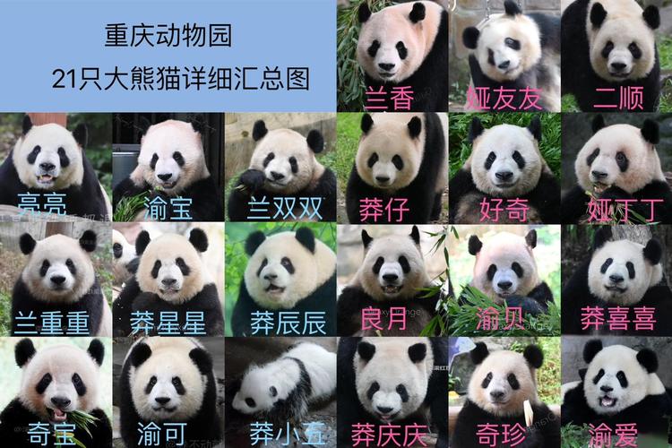 重庆最大动物园,重庆动物园有哪些熊猫