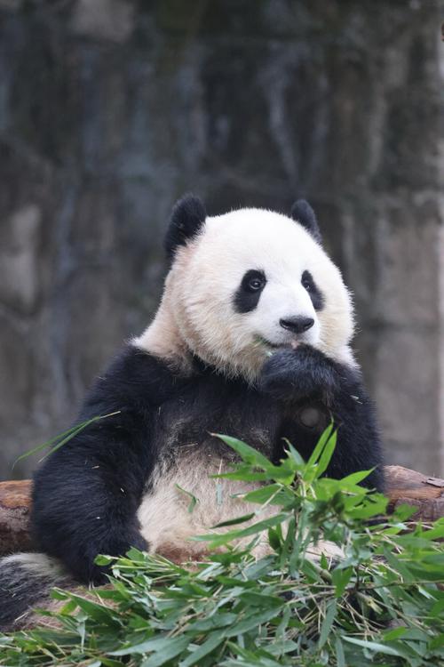 重庆大熊猫是哪来的，重庆大熊猫在哪个动物园