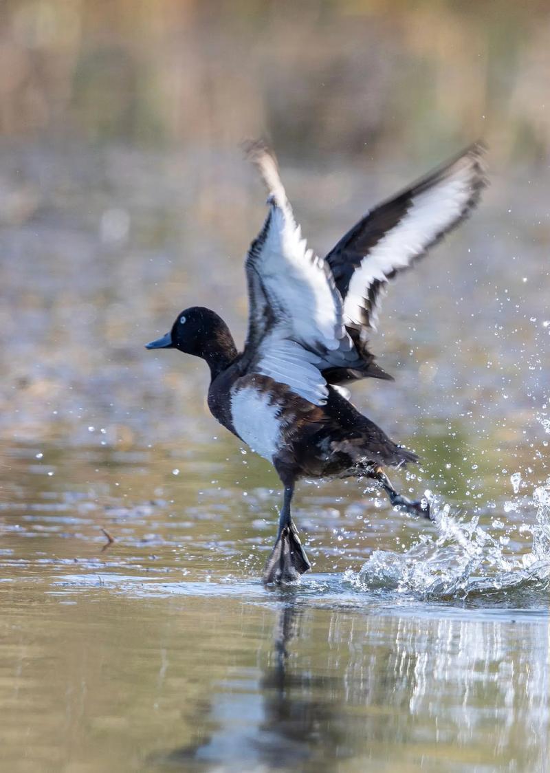 重庆鸟中大熊猫在哪