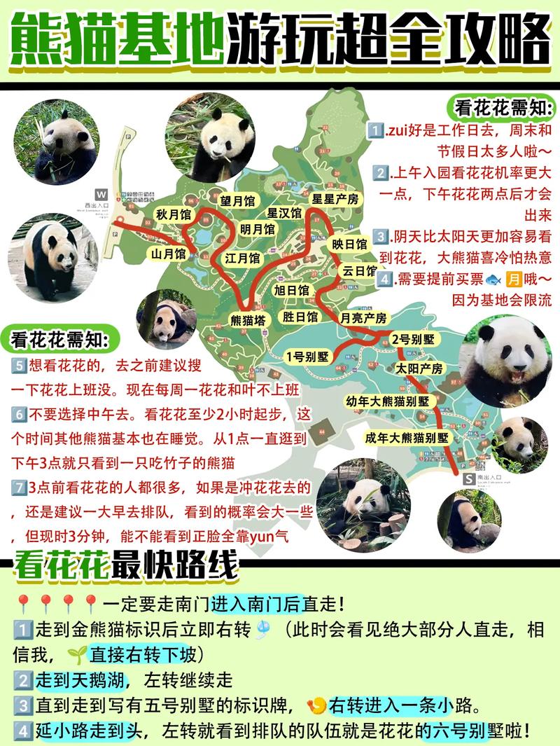 成都看熊猫攻略