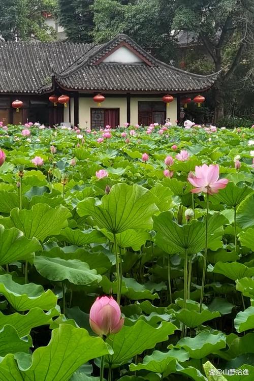 乐山黑竹沟旅游攻略,最全攻略,让你玩转黑竹沟景区