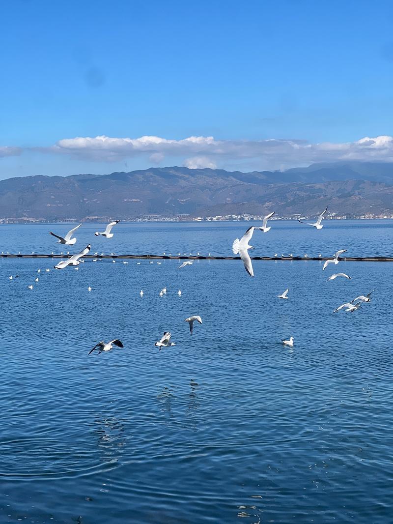 大理洱海旅游攻略?大理洱海旅游攻略图?